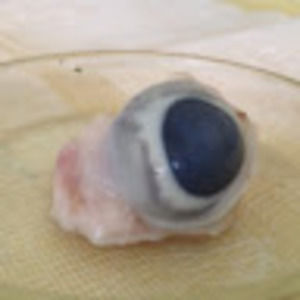 Meet your Posher, Joshua